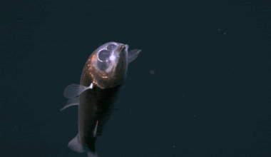 First-Ever Footage of Haunting Barreleye Fish Captured Deep Beneath The Atlantic