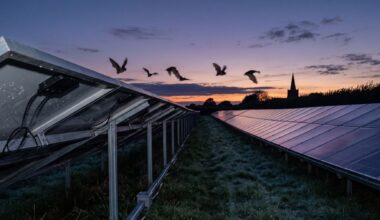 Bats flying low over mirror-like solar panels at dusk