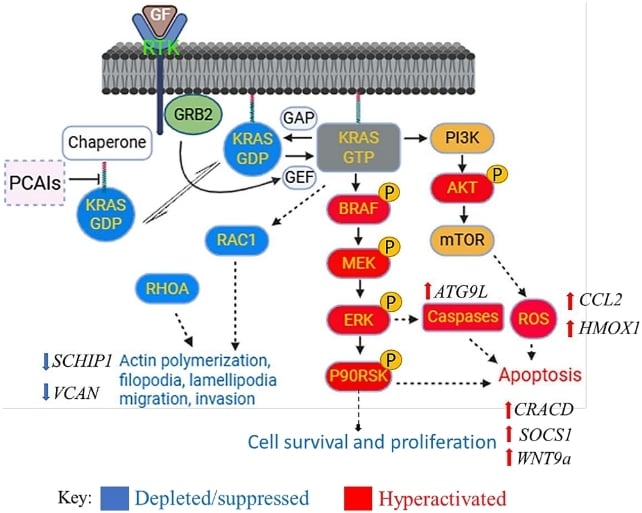 Experimental Compound Blocks 90% of Pancreatic Cancer Migration in The Lab