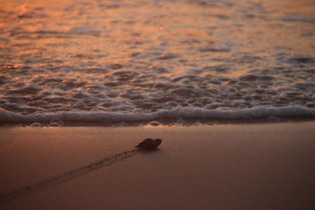 Loggerhead sea turtle hatchling at Ashkelon National Park. It washed ashore several hours after entering the sea and was taken for treatment