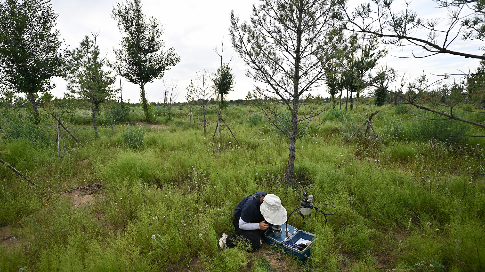 A person wearing a white hat bends over a box on the ground amidst several tall trees