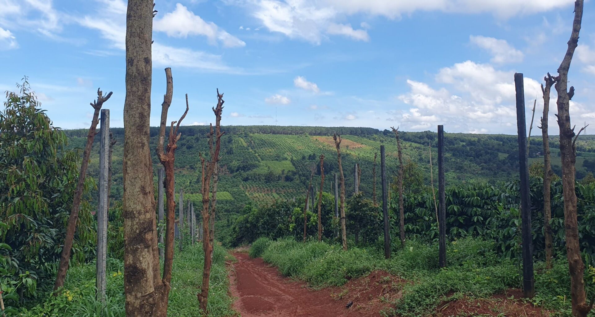 Vietnam's coffee boom fueled by decades of deforestation, report finds