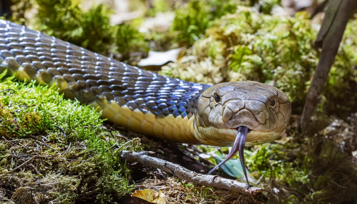 king cobra