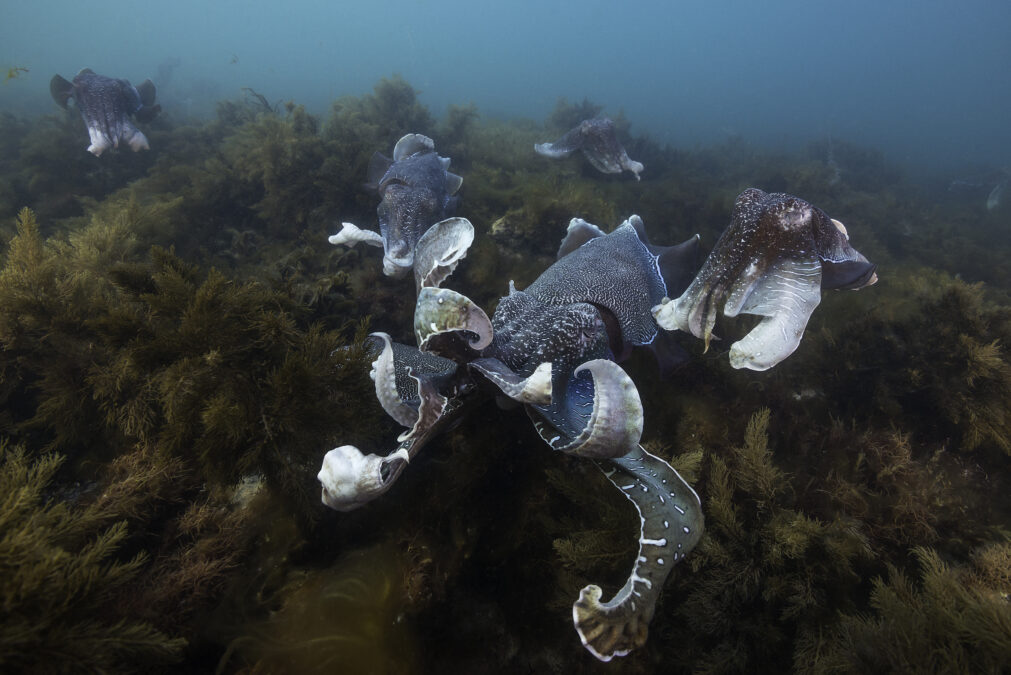 The Size of Cephalopod's Brains Seems Curiously Related to Their Habitats