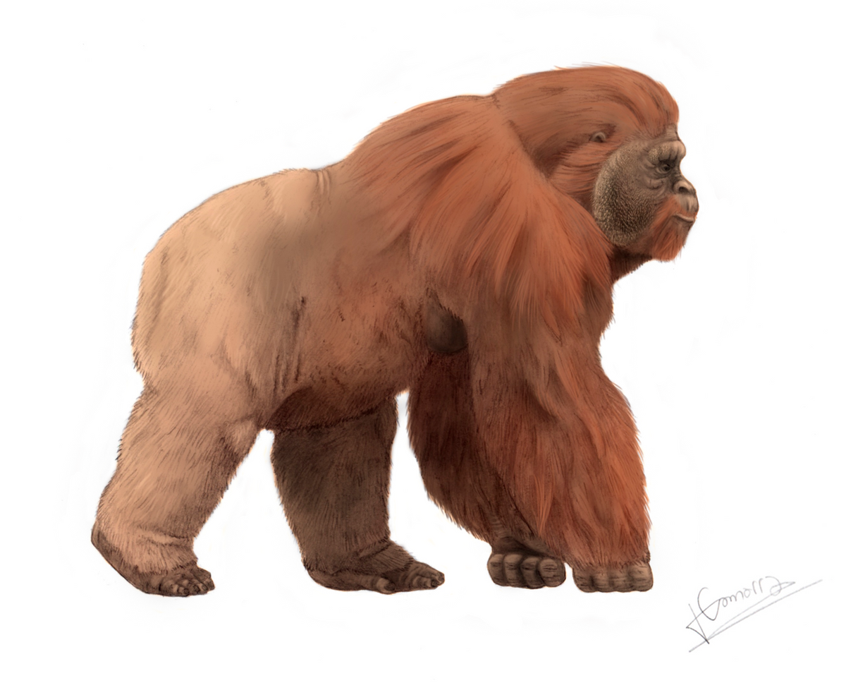 Gigantopithecus