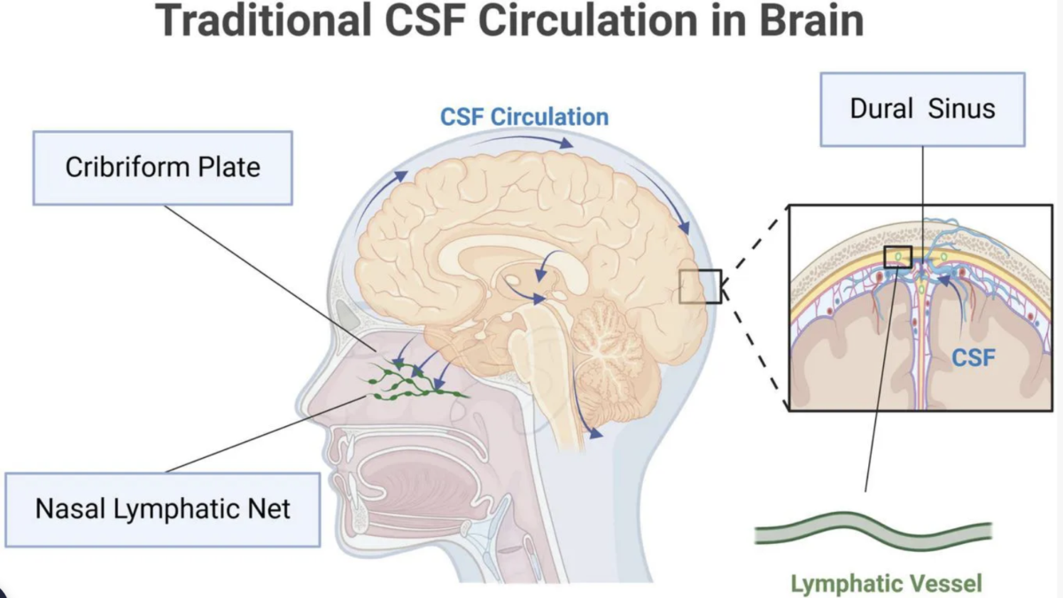 Scientists Discover a Potential Driver of Chronic Fatigue Syndrome Hiding Deep in The Brain