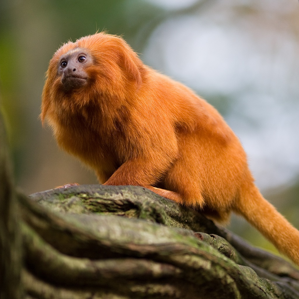 The golden lion tamarin is one of Brazil's most iconic conservation success stories, but yellow fever seriously impacted the population nearly 10 years ago.