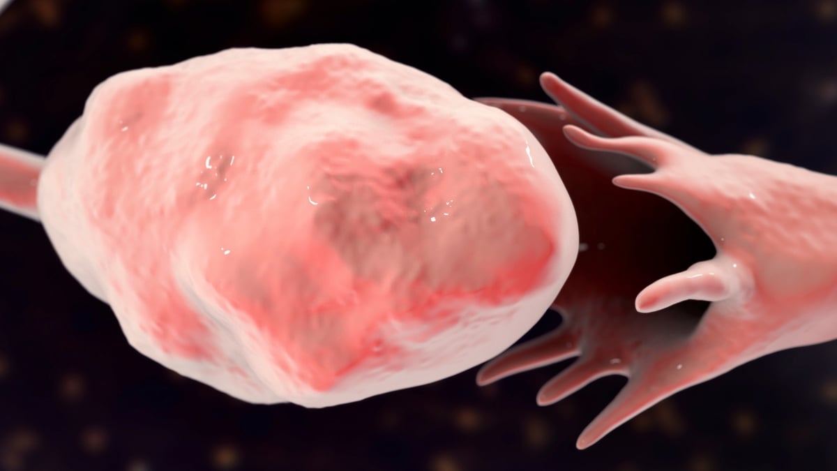 Ovaries Show Major Signs of Aging Before Menopause, Mouse Study Finds : ScienceAlert