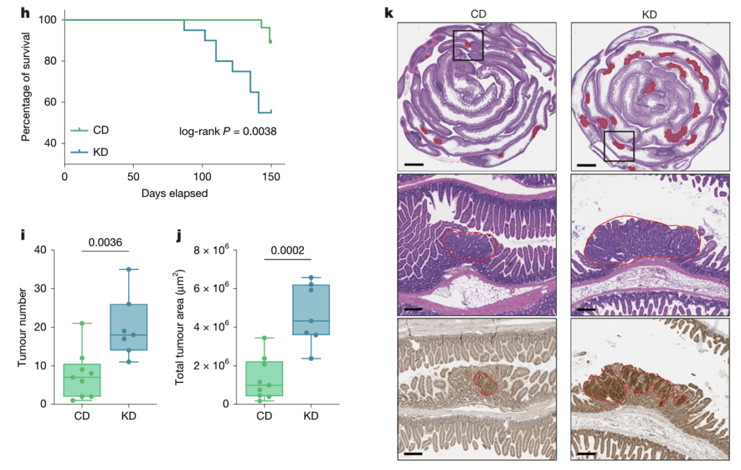 Could The Keto Diet Be Fueling Cancer? New Nature Study Challenges Popular Beliefs