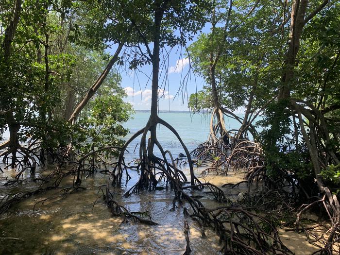 Southeast Asian mangroves shift from historic decline to net growth
