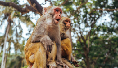 Monkeys and humans react similarly to eerily realistic bodies