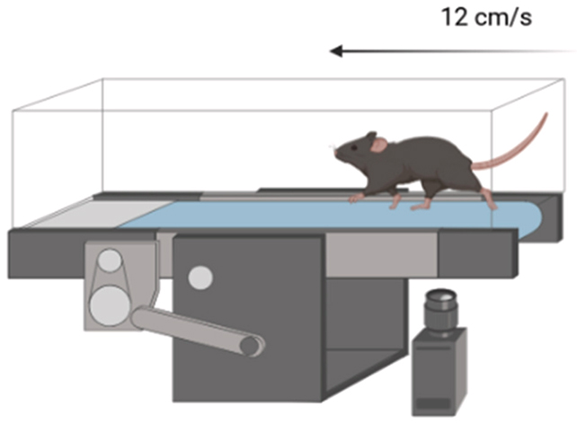 Mouse movement test