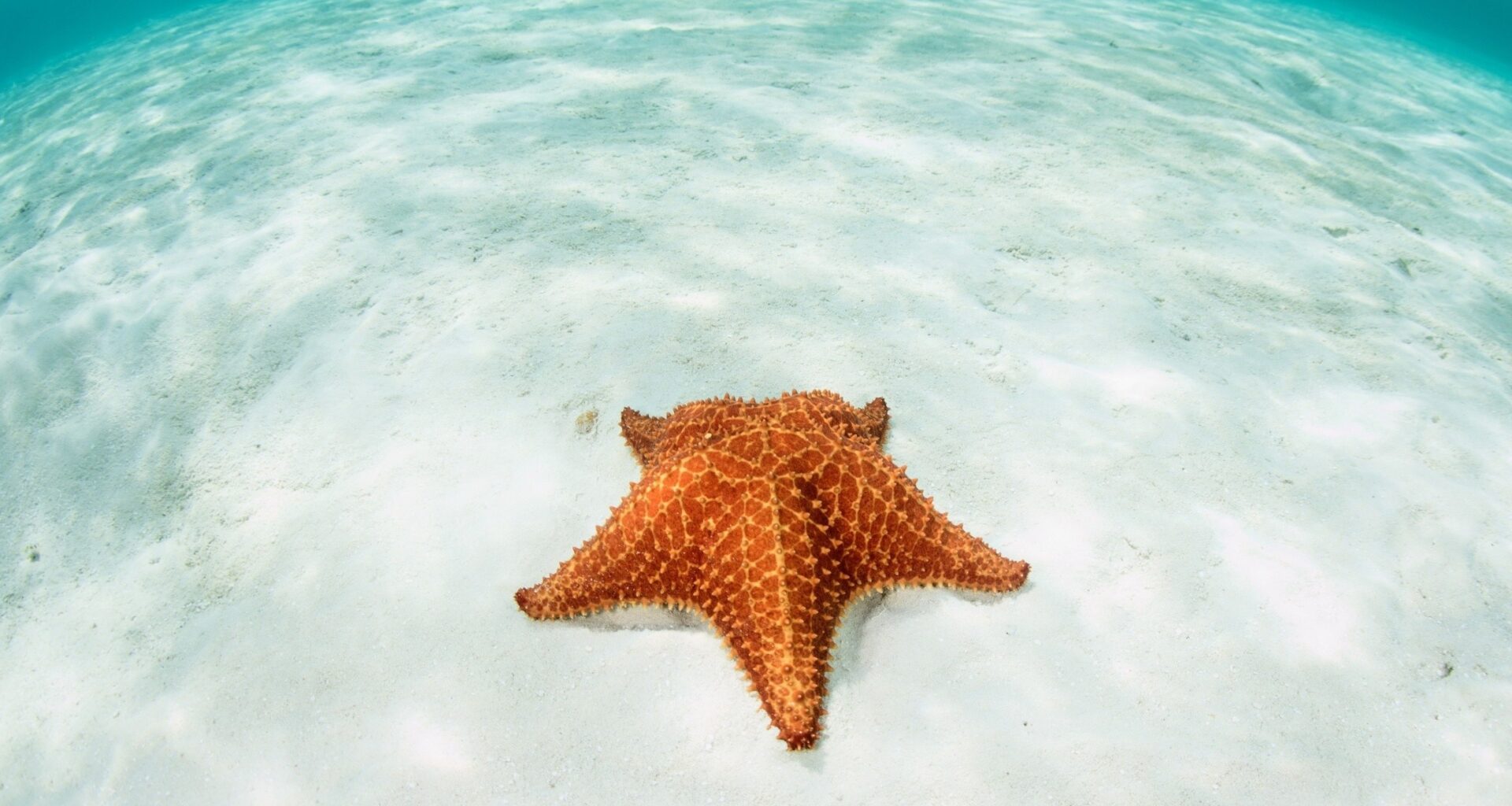 Ocean acidification leaves a mark that could last millions of years