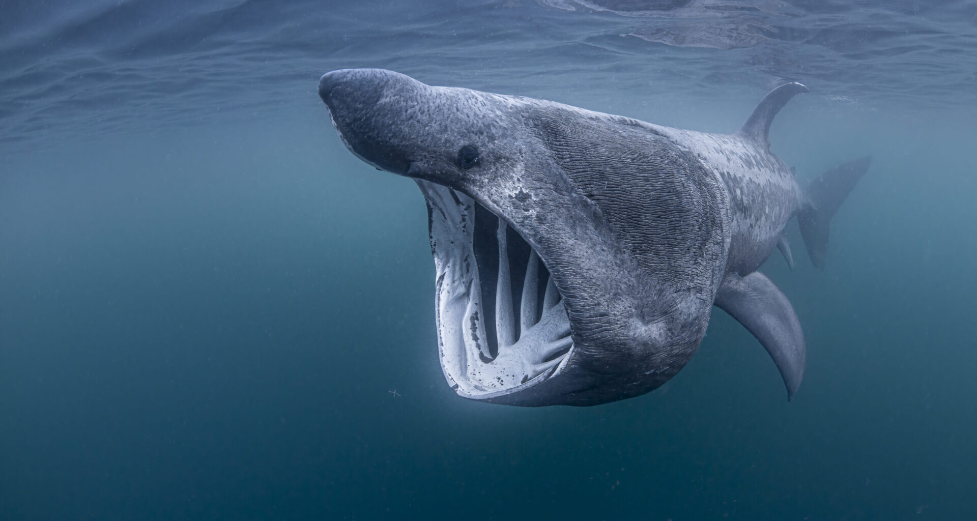 Basking sharks found diving 1,000m into twilight zone