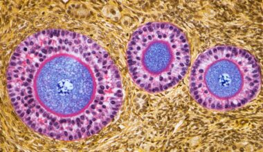 Ovaries Appear to Develop an Incredible Second Role After Menopause : ScienceAlert