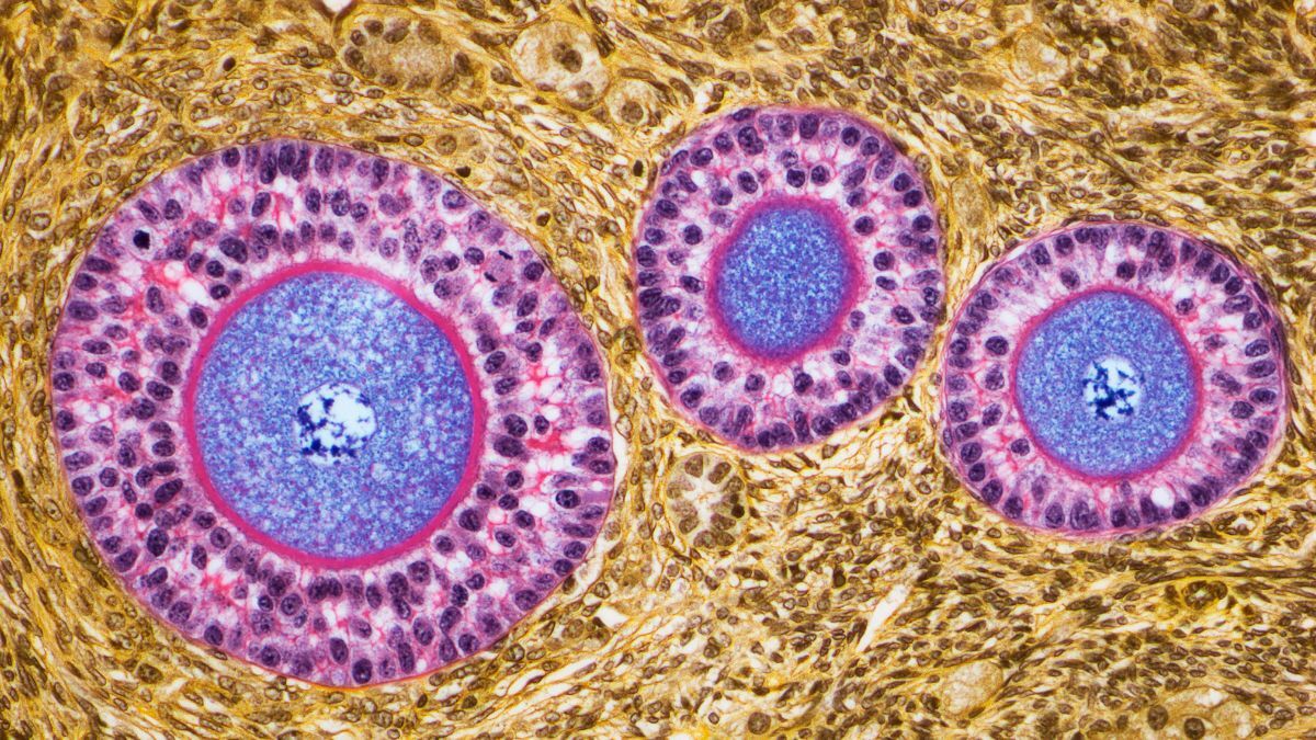Ovaries Appear to Develop an Incredible Second Role After Menopause : ScienceAlert
