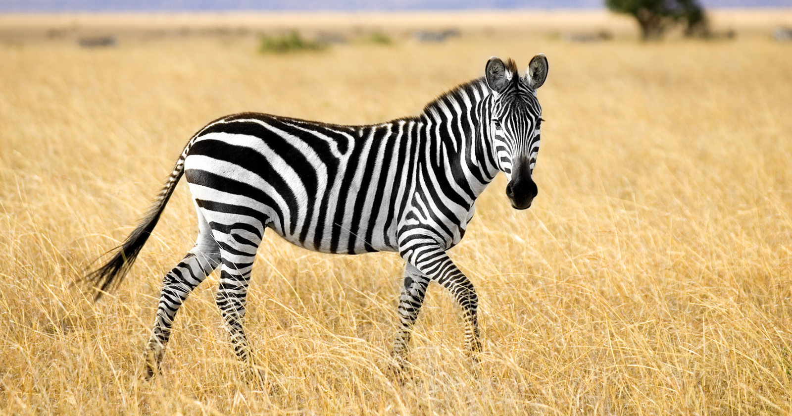 Scientists painted black cows with white stripes to test whether zebra markings deter biting flies — and the painted cows drew 50 per cent fewer flies, adding weight to the theory that zebras evolved their colouring not for camouflage or heat, but as a living insect repellent