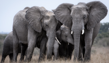 Elephants communicate through vibrations in the ground at frequencies below human hearing, and researchers have shown other elephants can not only feel these signals through their feet but tell a familiar caller from a stranger