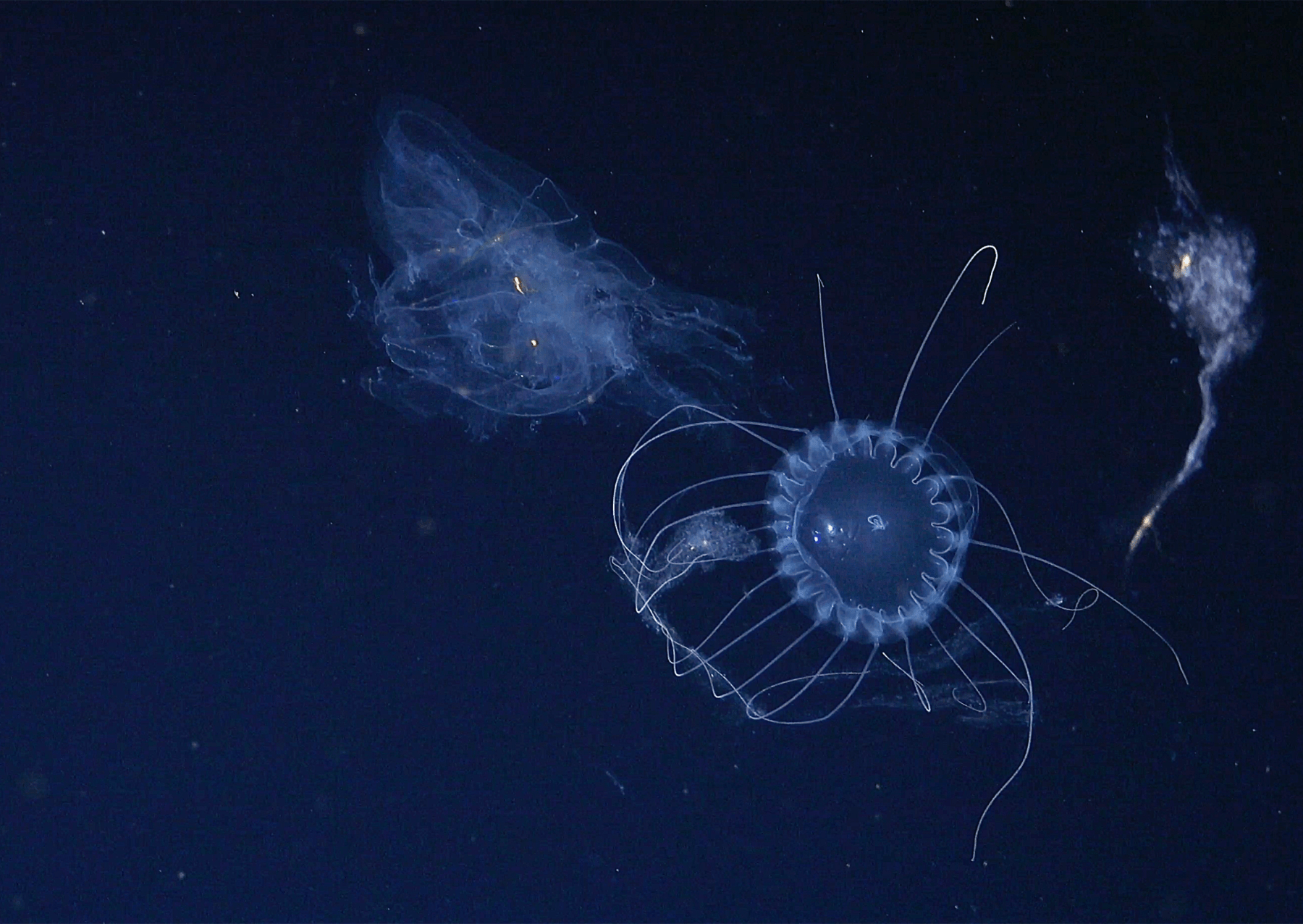 a large jellyfish preys on another smaller one