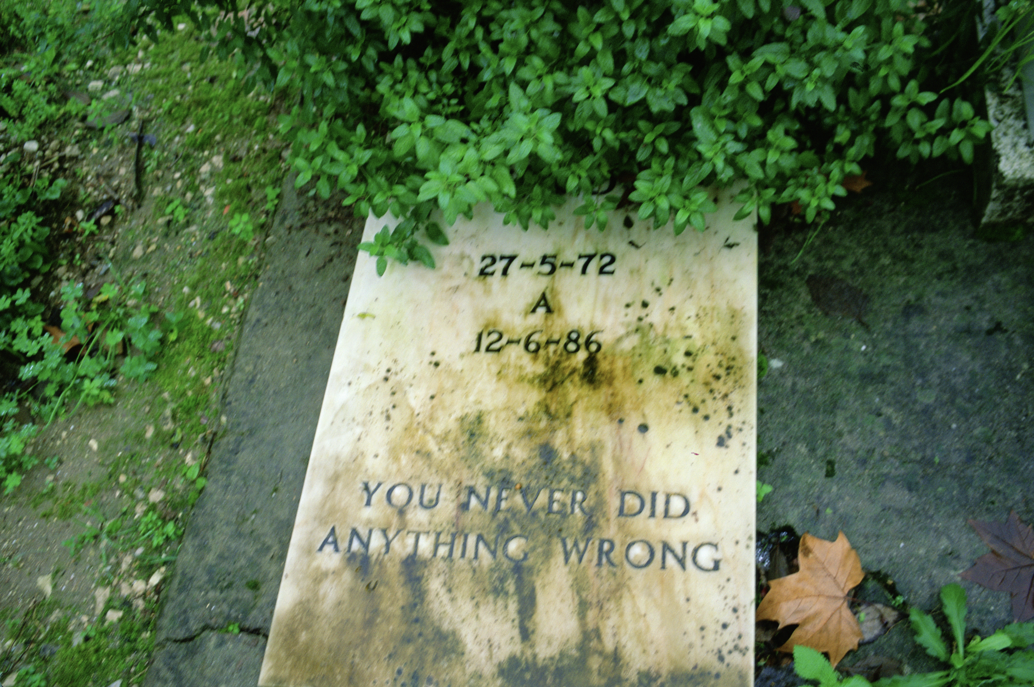 A weathered stone grave marker, overgrown with greenery, is inscribed "you never did anything wrong".