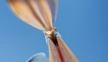 View of a pelican opening its bill.