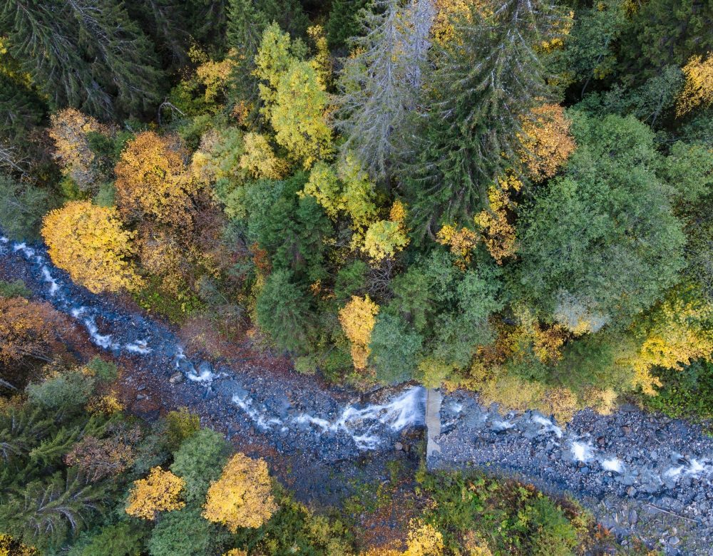 Satellites see forests from space, but biodiversity remains hidden