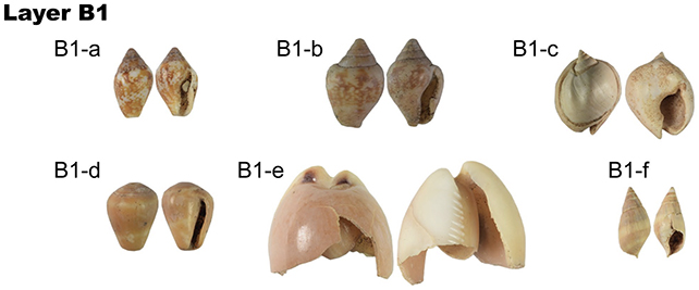 Shell ornaments