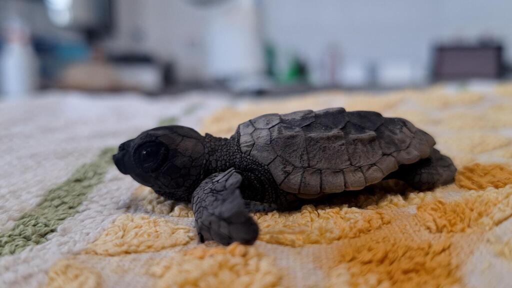Loggerhead sea turtle hatchling at Ashkelon National Park. It washed ashore several hours after entering the sea and was taken for treatment
