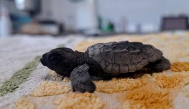 Baby sea turtles begin hatching along Israel’s beaches
