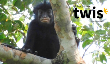 This Week in Science: Tiny T. Rexes, a New Monkey Species, And More! : ScienceAlert