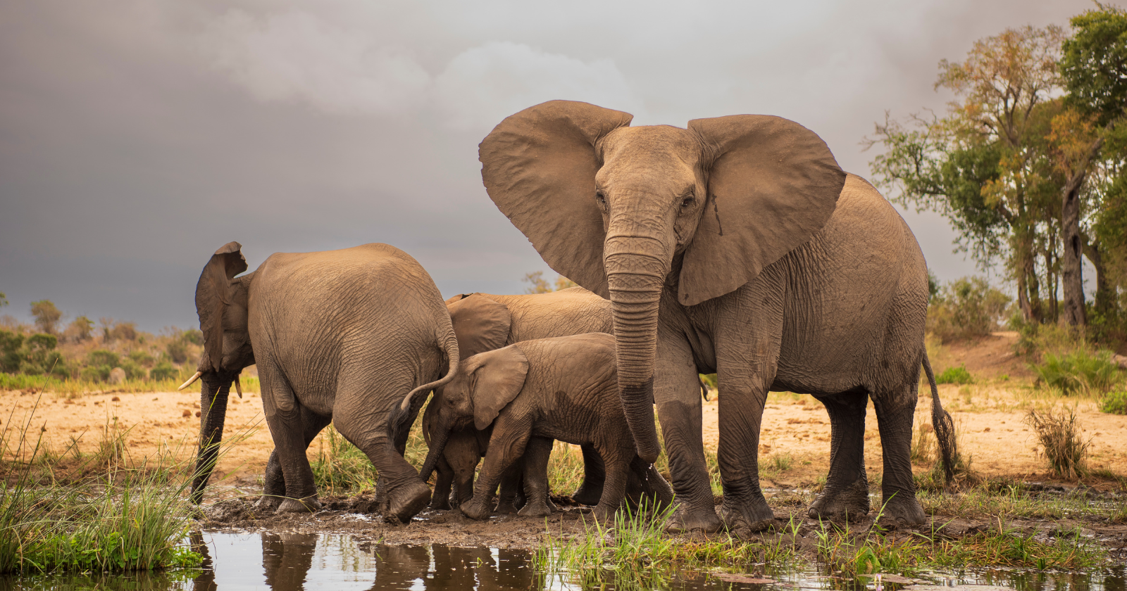 Elephants appear to call each other by name: a 2024 study found they summon particular herd-mates with specific, invented rumbles — and an elephant reacts when it hears the call meant for it, but not the ones meant for others