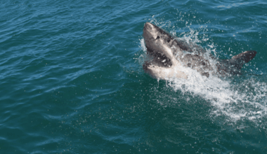 10-Foot Great White Shark Caught on Drone Near Young Swimmers in California Waters