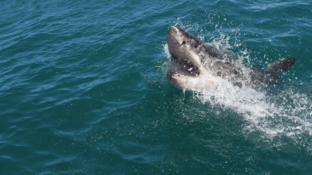 10-Foot Great White Shark Caught on Drone Near Young Swimmers in California Waters