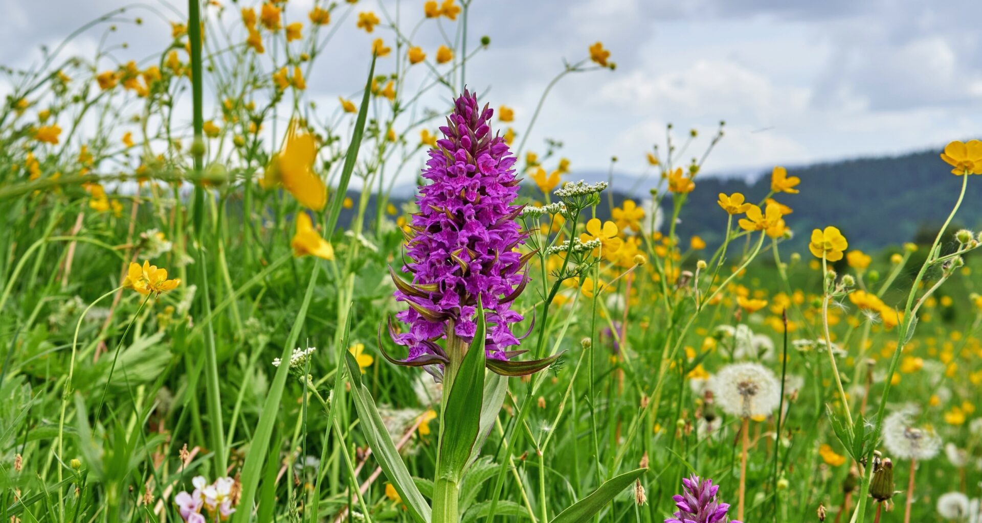 Wildflower meadow returned without planting a single seed