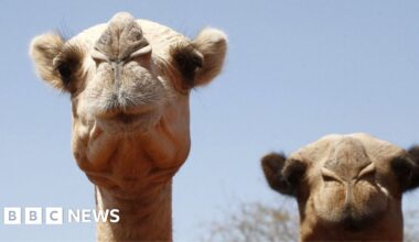 Africa's camels are dying from extreme heat as temperatures soar - BBC