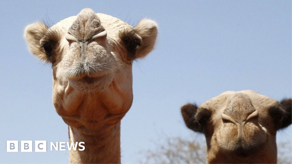 Africa's camels are dying from extreme heat as temperatures soar - BBC