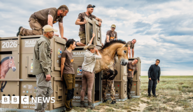In pictures: 3,000-mile journey to save rare horses - BBC