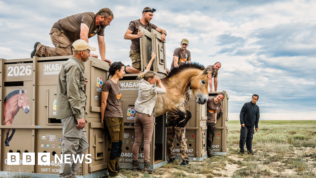 In pictures: 3,000-mile journey to save rare horses - BBC