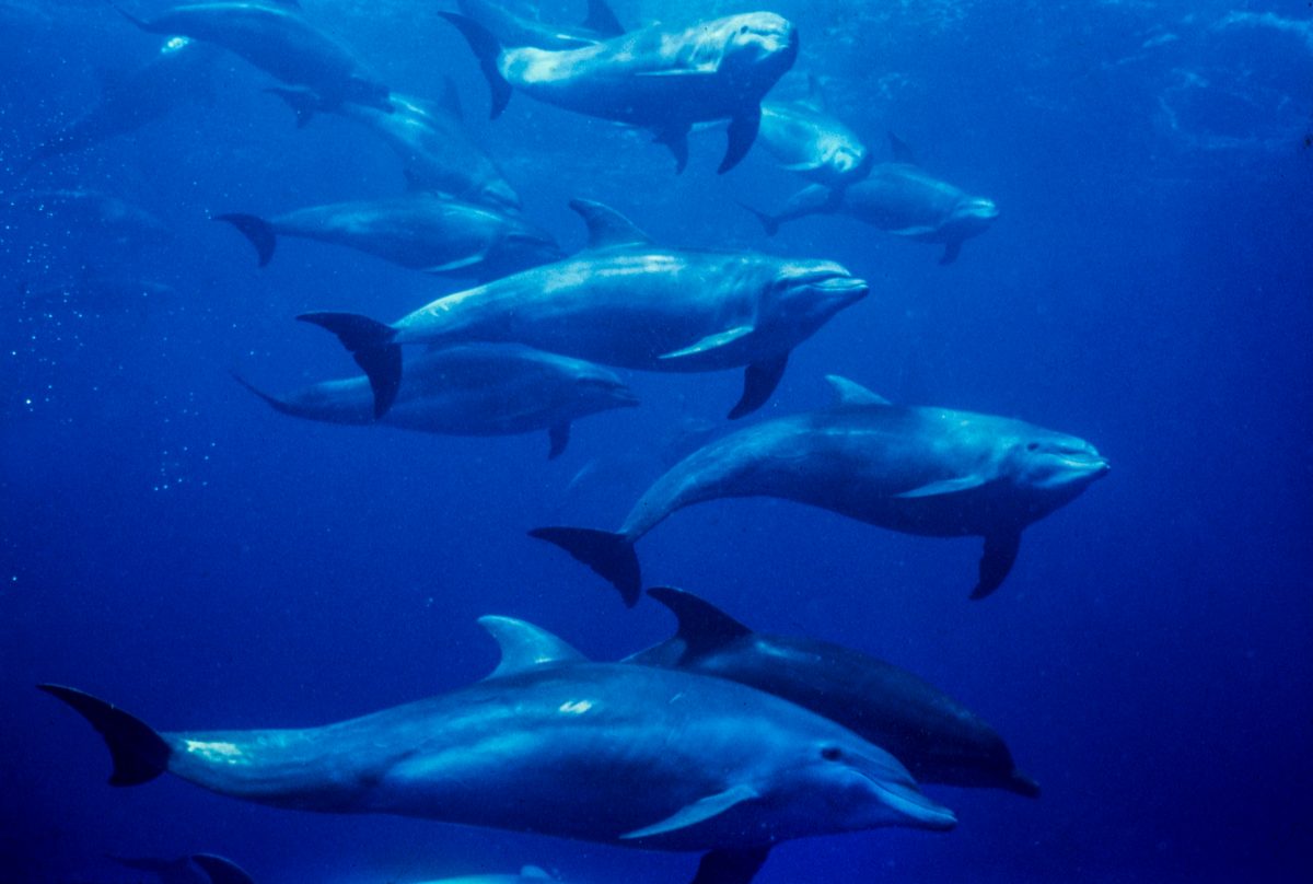 Bottle-nosed dolphins(Tursiops truncatus),in El Placer de la Guaira,Venezuela,Caribbean Sea.