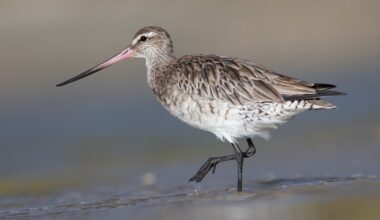 A bar-tailed godwit flew 7,250 miles nonstop from Alaska to New Zealand, going more than eight days without landing, eating or drinking