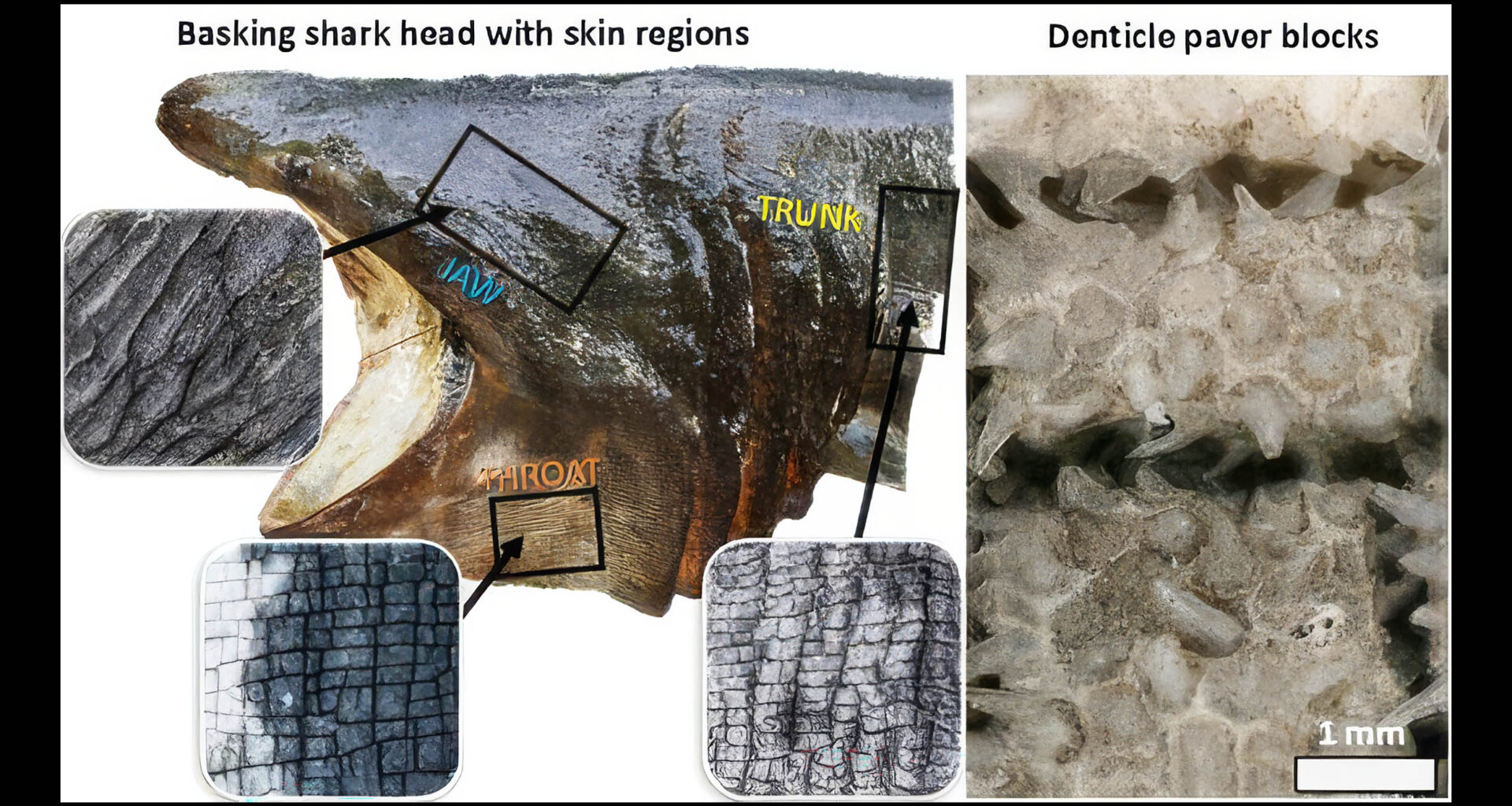 Why basking sharks have the strangest skin in the ocean