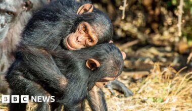 Great Apes kiss and cuddle to keep the peace, says study - BBC