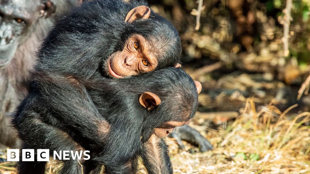 Great Apes kiss and cuddle to keep the peace, says study - BBC