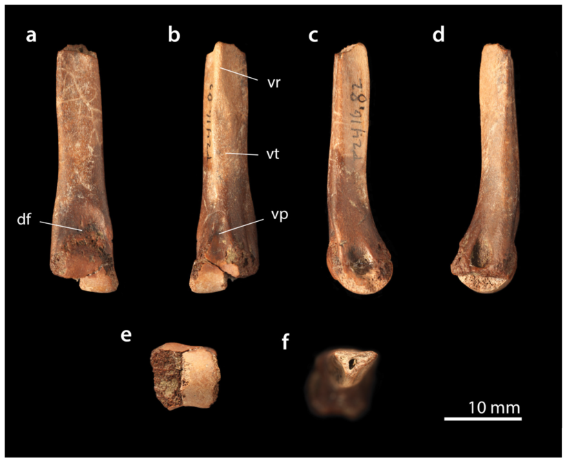 T. Rex Hatchlings Were Smaller Than a Cat And Born by The Dozen, New Research Suggests