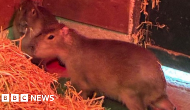 Zoo gets new capybara as search for Samba continues - BBC