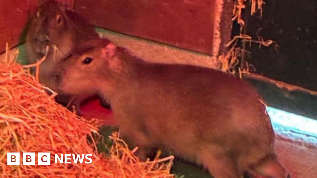 Zoo gets new capybara as search for Samba continues - BBC