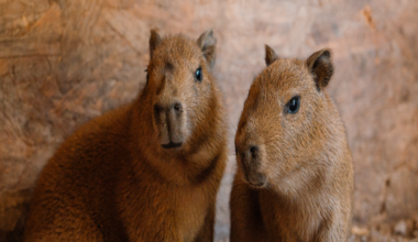 Longleat Safari Park's only two Capybaras become a family - BBC
