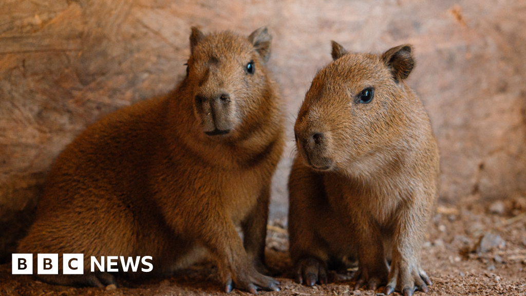 Longleat Safari Park's only two Capybaras become a family - BBC