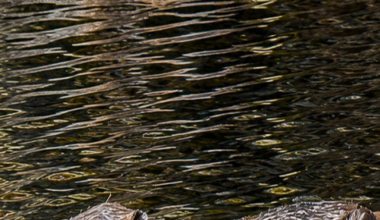 Glen Affric sees first wild-born beavers in 400 years - BBC