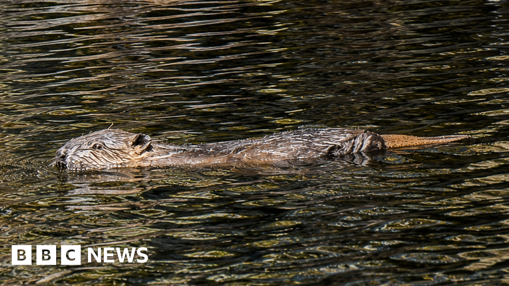 Glen Affric sees first wild-born beavers in 400 years - BBC